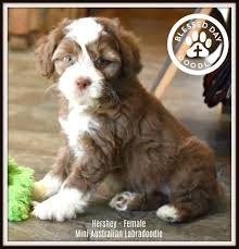 We did not find results for: Hershey Is A Little Chocolate And White Tuxedo Her Markings Are Stunning Goldendoodle Puppy For Sale Goldendoodle Puppy Labradoodle Goldendoodle