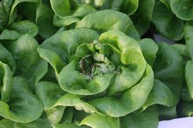 By tuckhard in workshop hydroponics. Lettuce And Leafy Greens 101 A Production Guide Produce Grower