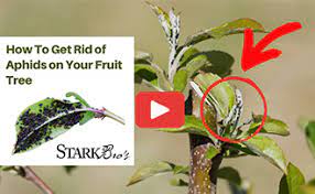 In successive years, keep only the strongest canes, and prune out weak, broken, dead or diseased canes. The Growing Guide Stark Bro S