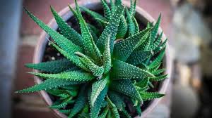 Using Aloe Vera For Pimples Can We Apply Aloe Vera On Face Daily When applying aloe vera for face, apply them all over, involving your eyebrows and hairline.