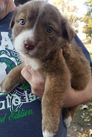 Puppyfinder.com is your source for finding an ideal golden retriever puppy for sale near oklahoma city, oklahoma, usa area. Oklahoma City Ok Golden Retriever Meet Lady S Happy A Pet For Adoption