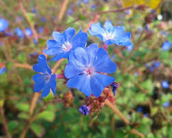 Image result for Agathisanthemum