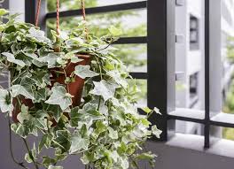 9 best plants for bedroom oxygen. The 9 Best Plants To Help You Sleep At Night Start Sleeping