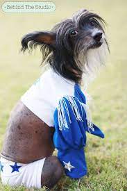 This Adorably Sweet Pup Is Cookie The Chinese Crested In The Dallas Cowboy Cheerleader Costume Her Mama Chinese Crested Dog Chinese Crested Dallas Cowboys Dog