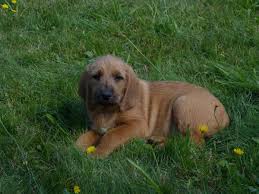 Image result for štýrský brakýř