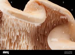 Image result for Hylodesmum repandum
