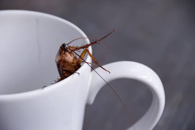 Cockroach Milk?! Superfood of the Future or Just a Gimmick? | All &ldquo;U&rdquo; Need  Pest Control