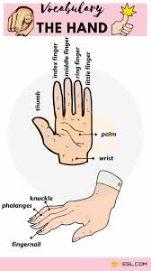 Body Parts Parts Of The Body In English With Pictures 7 E S L