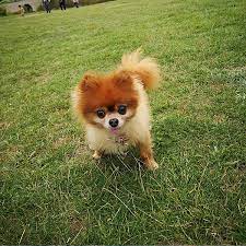 Pomeranian puppies for sale and dogs for adoption in illinois, il. 1 Pomeranian Puppies For Sale In Chicago Uptown Puppies