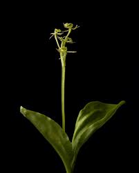 Image result for Liparis