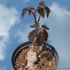 Image result for Cissus