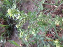 Image result for Grangea anthemoides