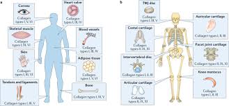 Collagen Quantification Biomechanics And Role Of Minor Subtypes In Cartilage Nature Reviews Materials