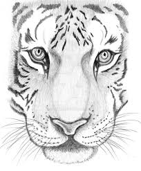 Draw in its nose and start of the first front leg. How To Draw A Tiger Face Step By Step Google Search Tiger Sketch Cool Drawings Animal Drawings