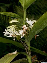 Image result for Corymborkis corymbis