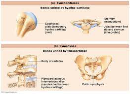 The Skeletal System
