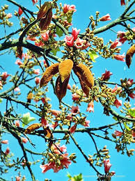 Image result for Brachychiton discolor