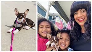 Visit your local denver petsmart store for essential pet supplies like food, treats and more from top brands. Animal Magnetism Pandemic Puppies And Canine Crime Cu Denver News