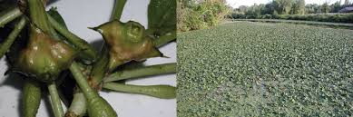 Image result for Trapa natans