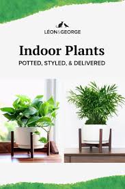 Plants Potted Delivered Plants Indoor Plants Indoor Plant Pots