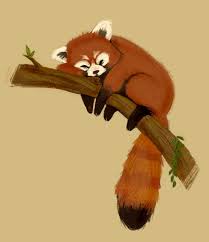 Use thick outlines for the definite boundaries like the boundary between the panda and the bamboo. Red Panda Panda Illustration Panda Drawing Panda Art