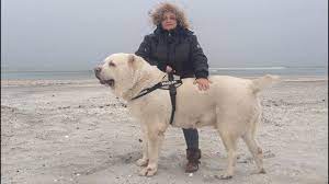 Alabay ırkı özellikleri, bakımı, beslenmesi, eğitimleri, sağlık bilgileri ve satışı | popüler köpek ırkları. Alabay Alabaj Alabai 120 Kg Youtube