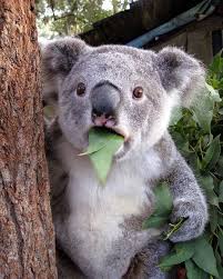 Animal On Planet On Instagram What Do You Think He Just Saw Please Dm Us For Credit Animalonplanet Funny Animal Faces Koala Bear Funny Animals