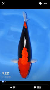 Koi Are So Beautiful Koi Fish Pond Koi Fish Koi Carp