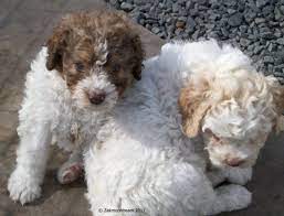 Find your new companion at nextdaypets.com. Living With A Lagotto Romagnolo A Fluffy Hypoallergenic Dog Breed Pethelpful