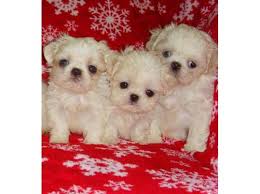 Due to the delicate nature of our tiny teacup and toy maltese puppies, we will not. Maltese Pups For Sale Import Parents Regd Kci Dogs For Sale In Adyar Chennai Click In