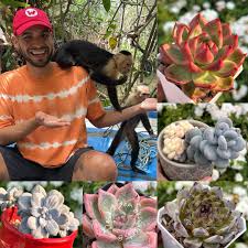 Image result for Indigofera subcorymbosa