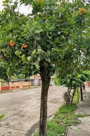 Image result for Cordia millenii