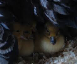 We did not find results for: Sexing Silver Appleyard Ducklings Page 2 Backyard Chickens Learn How To Raise Chickens