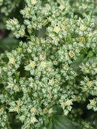 Image result for Polycarpon