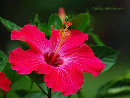 Download Hd Wallpapers 247 For Computer Desktop Backgrounds Nature Animals Birds Landscape Digital Image Photo Pictu Hibiscus Hibiscus Flowers Flowers