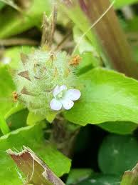 Image result for Nelsonia canescens
