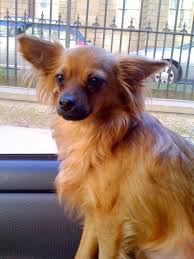 Winston Zedmore Fox Red Long Coat Deer Head Chihuahua Halifax Nova Scotia Beautiful Dogs Chihuahua Chihuahua Names