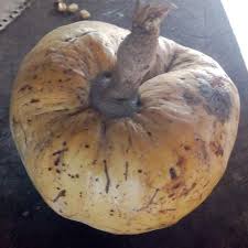 Image result for Annona reticulata