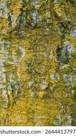 Image result for Lannea welwitschii