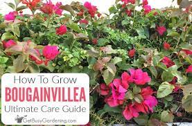 Check spelling or type a new query. Bougainvillea Care Instructions Complete Growing Guide