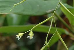 Image result for Marantochloa leucantha