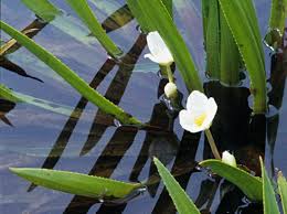 Check spelling or type a new query. Jardin Top Des Plantes Aquatiques Pour Le Bassin