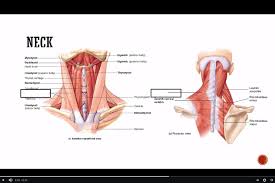 Muscular process of arytenoid cartilage. Neck Muscles Anterior Posterior View Diagram Quizlet