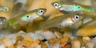 The betta fish belongs to the tropical region of the world. 10 Safe Betta Fish Tank Mates Companions Bettafish Org