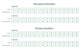 Supernumerary Teeth | Supernumerary Teeth - Hyperdontia