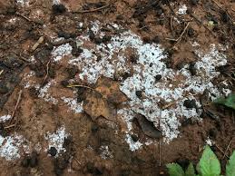 Use a spoon to scrape off the moldy part of the soil and we have the training and certificates necessary to achieve proper mold removal so that you can enjoy a. White Mold On Bare Earth Spots In Pasture Dangerous To Sheep 484606 Ask Extension