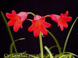 Image result for Cyrtanthus galpinii