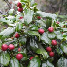 Image result for Rhamnus prinoides