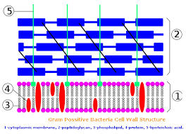 Cell walls are so important that most bacteria have them. Bacterial Cell Wall Its Structure And Functions In Detail