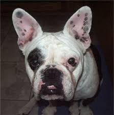 Generally, bulldogs are known for getting along well with children, other dogs, and other pets. French Bulldog Breeds Info